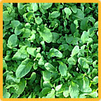 All Natural Compost