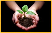 Healthy Plant Growth